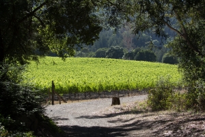 a field in sonoma that has corporate housing
